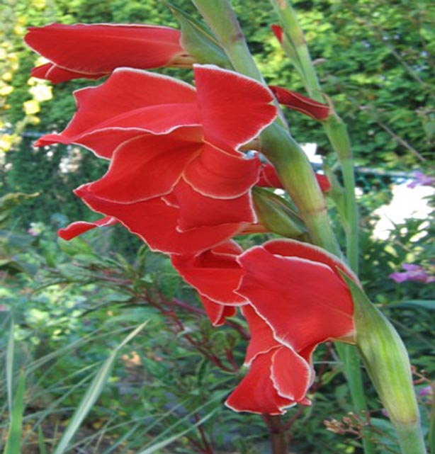 Gladiolus flower pictures Galllery