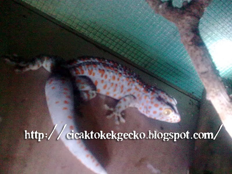 tokek untuk dijual tokek untuk dijual