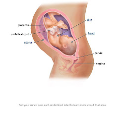 Baby's development this week- 36 weeks