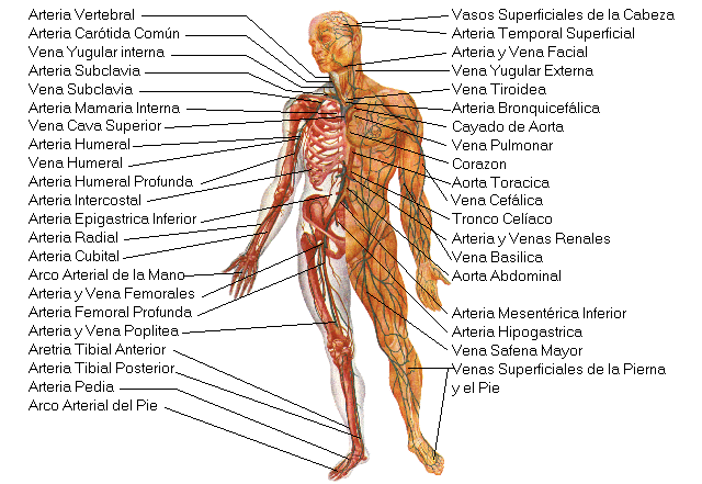 Cual es el musculo mas fuerte del cuerpo humano