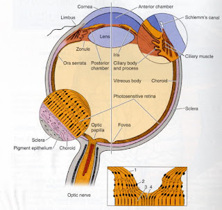 Greg Dale's histology blog: The Iris: Introduction iris diagram 