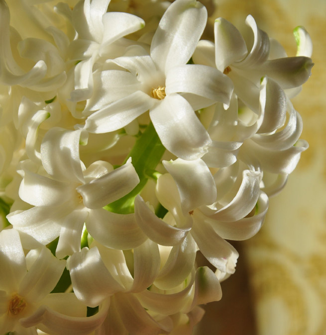 Three Dogs in a Garden Hyacinth, the Love of the God Apollo