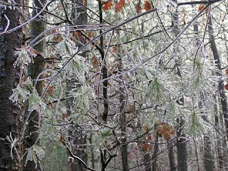 branches with ice