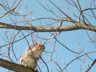 gray squirrel