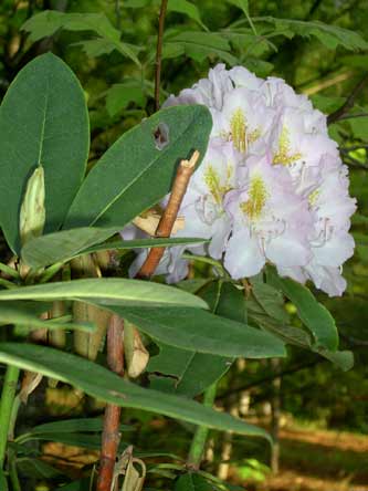 [whiterhododendron.jpg]