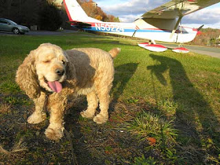 dog and plane
