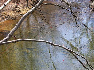 branch over river