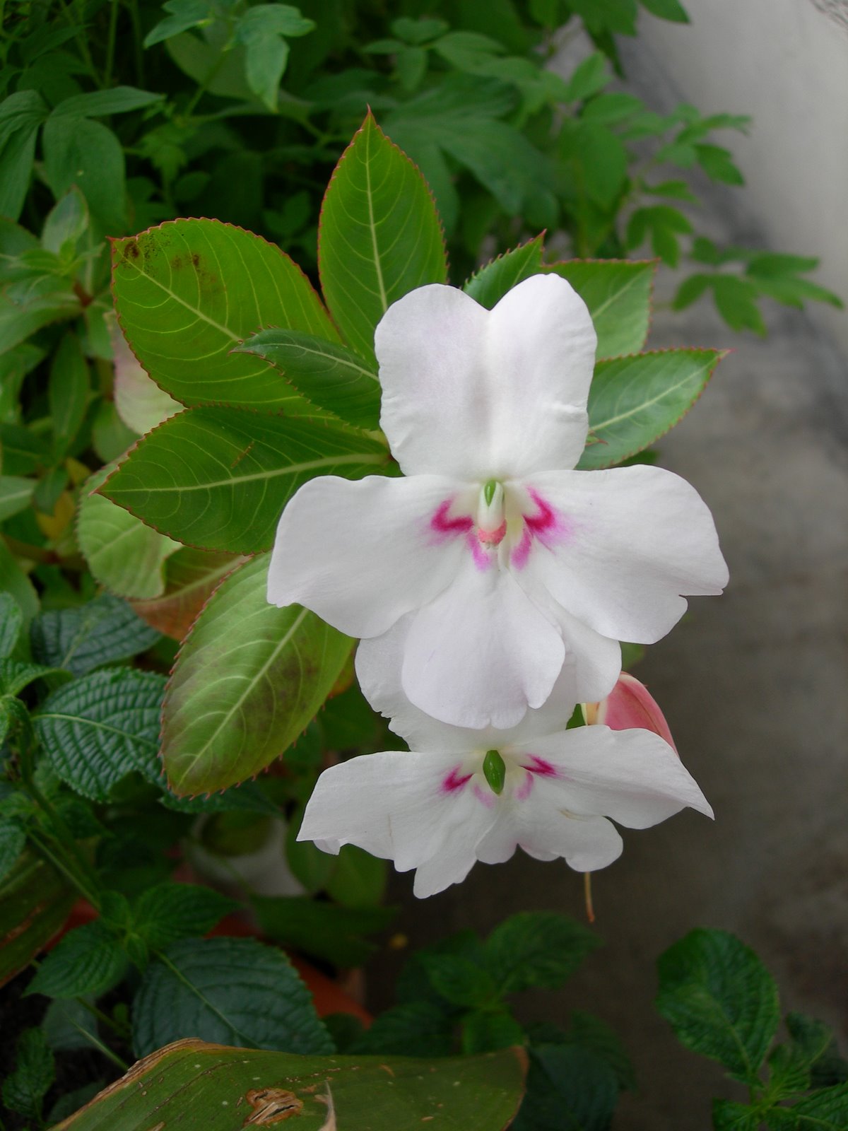 [DSCN5635.JPG]