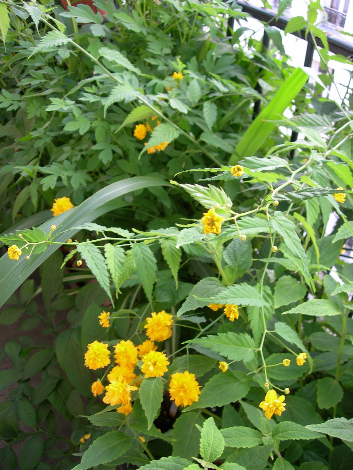 [DSCN6698.JPG]