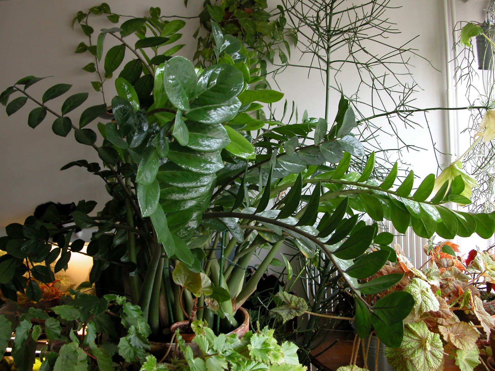 [ZAMIOCULCAS+ZAMIIFOLIA+8-03.JPG]