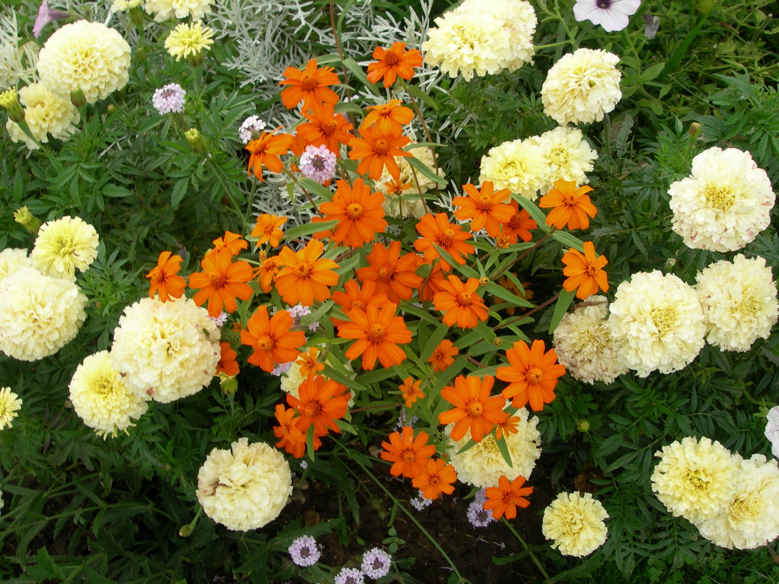 [DSCN8506.JPG]