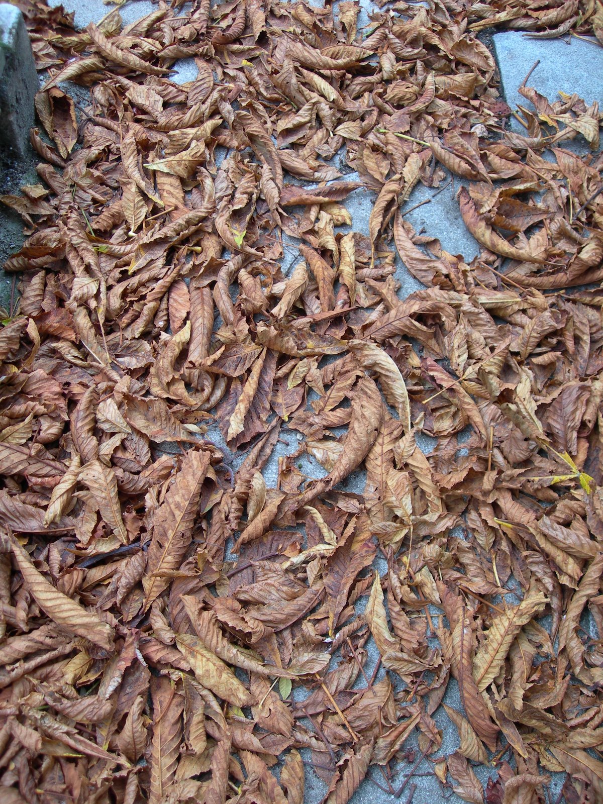 [DSCN8934.JPG]