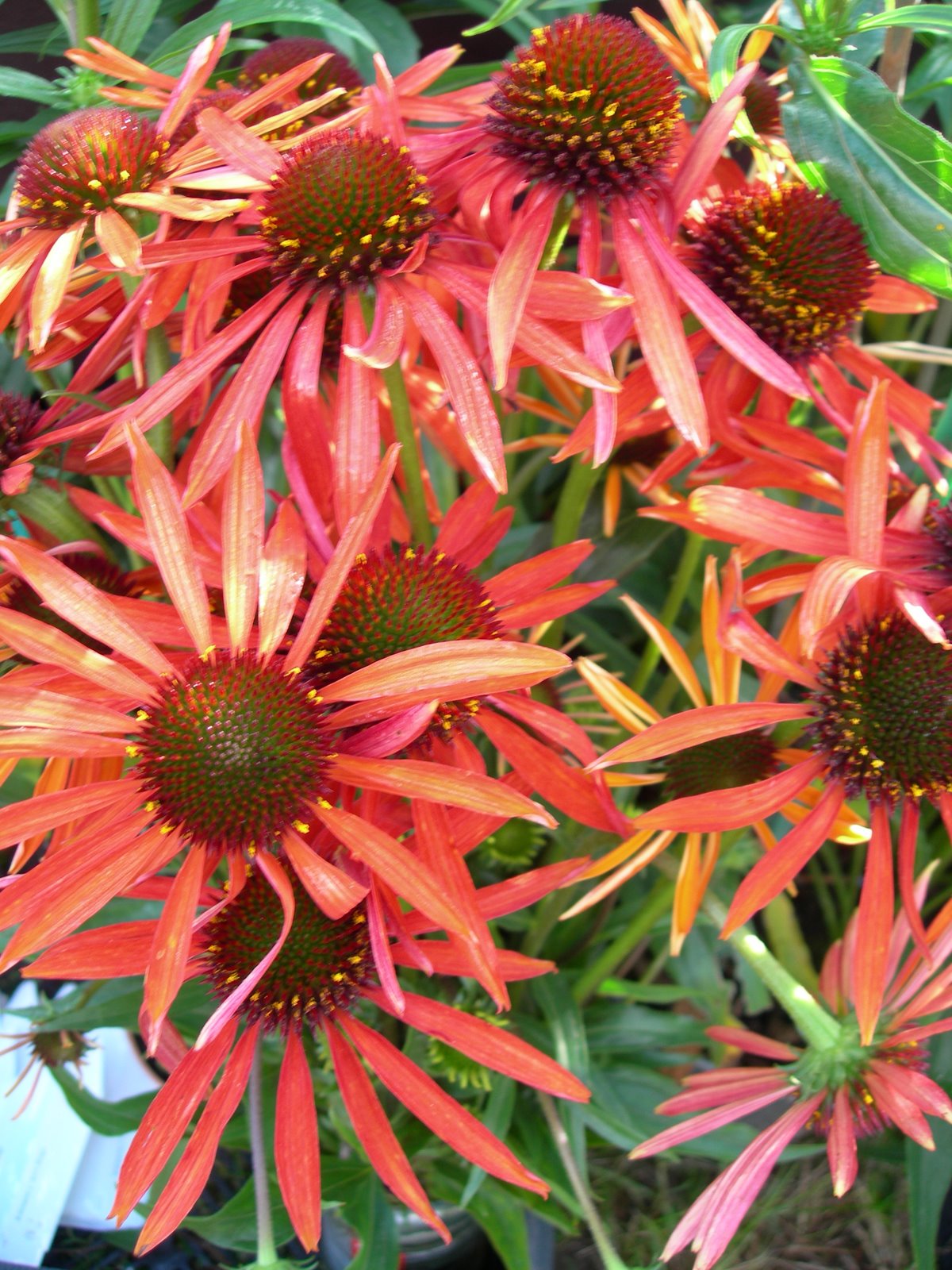 [Echinacea+'Art's+Pride',+13-10-2006.JPG]