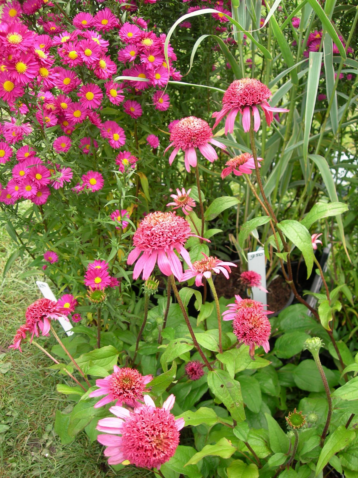 [Echinacea+'Pink+Double+Delight',+5-10-2007+(4).JPG]