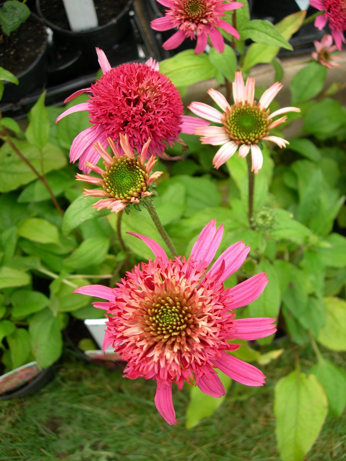 [Echinacea+'Pink+Double+Delight',+5-10-2007.JPG]