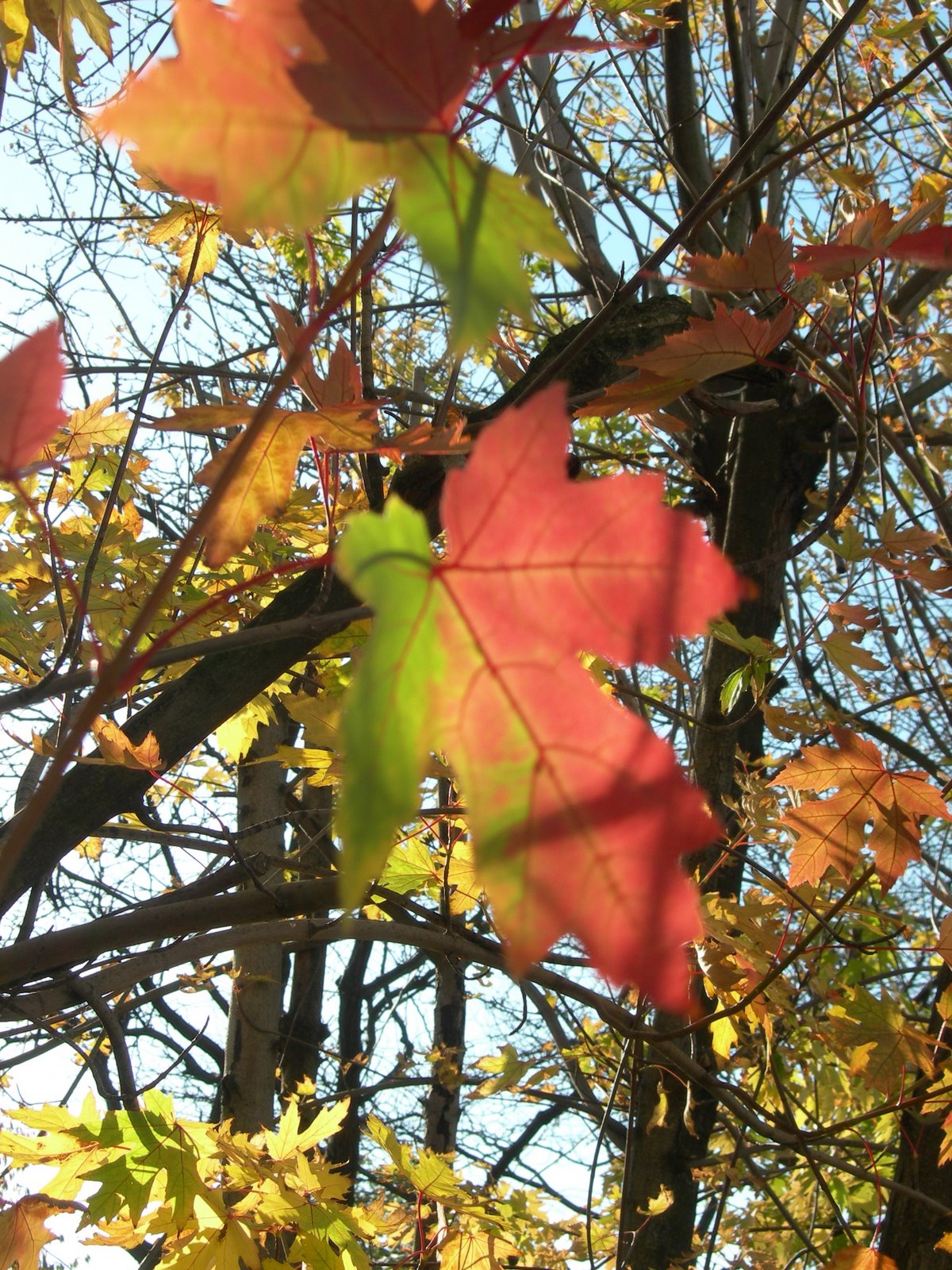 [DSCN9471.JPG]