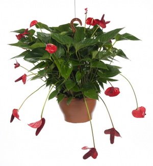 [anthurium_truemiracle_02.jpg]
