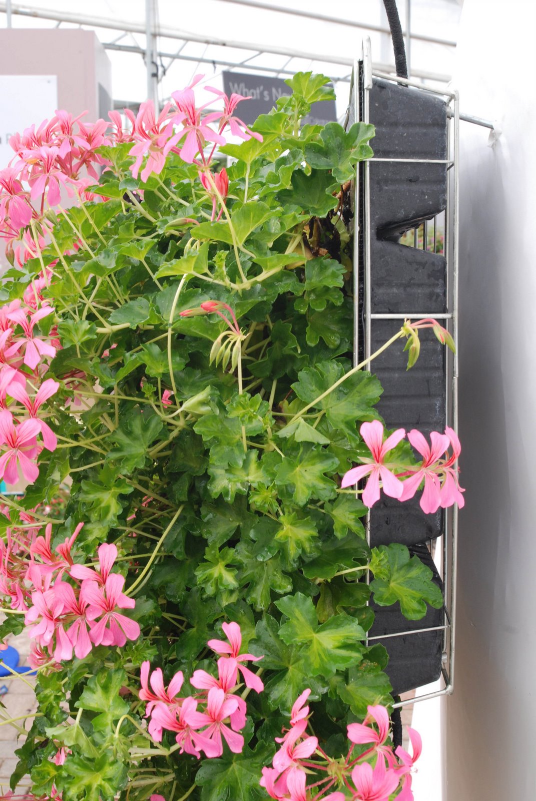 [Vertigarden+Coupe+Geranium+Peltatum+2.jpg]