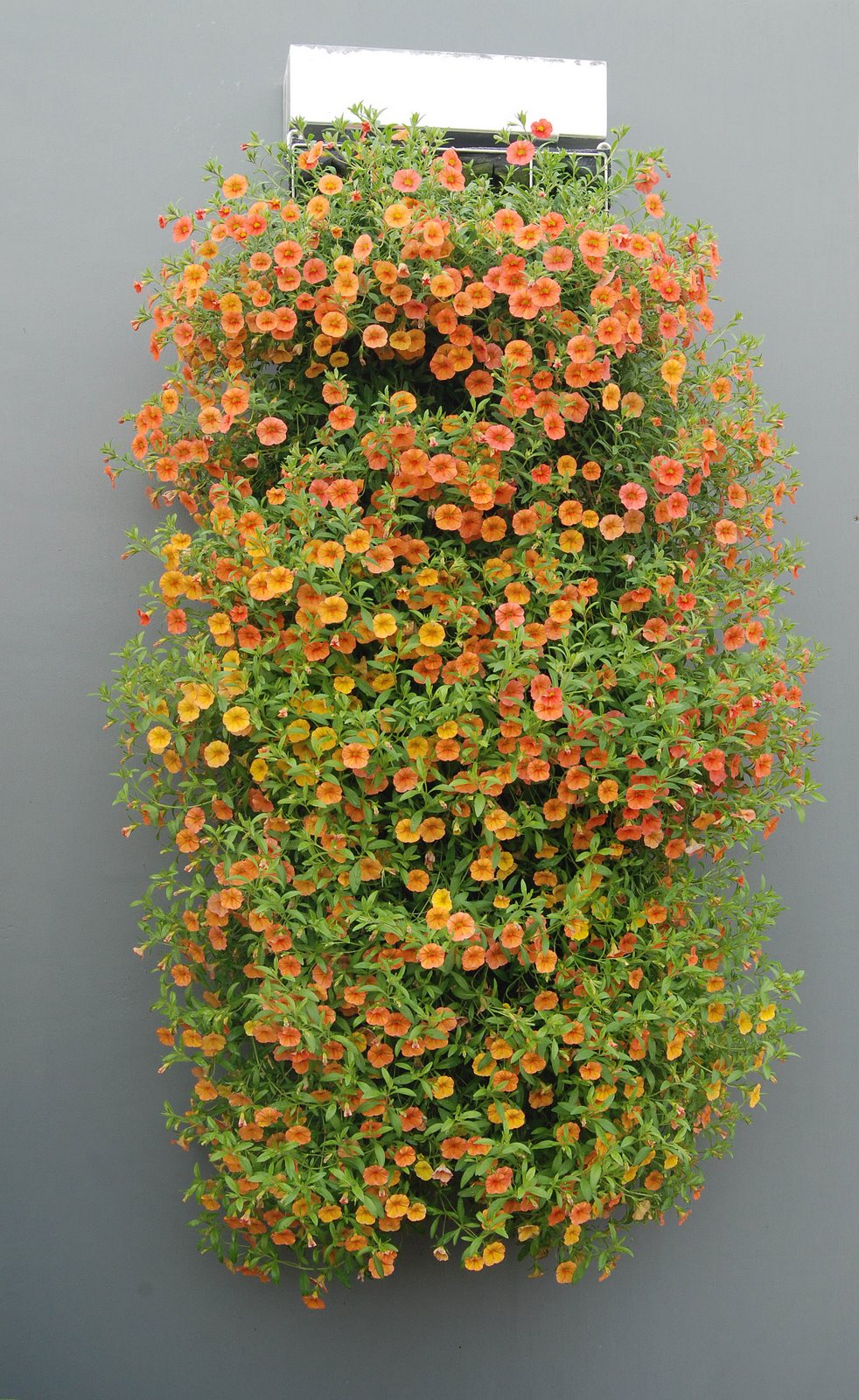 [Vertigarden+Calibrachoa+Apricot+2.jpg]