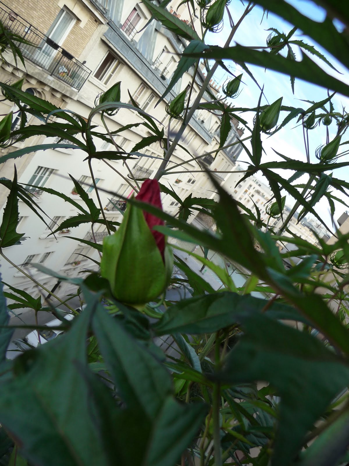 [P1050534.JPG]