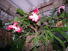 FLOR DE MAIO