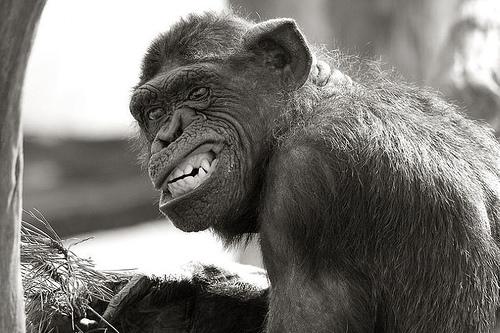 funny-monkey-ape-picture1.jpg