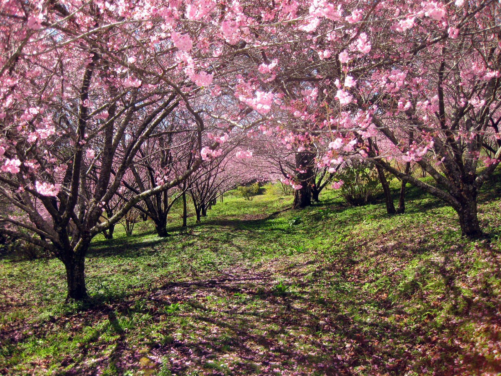 Imagens de parque das cerejeiras campos do jordão