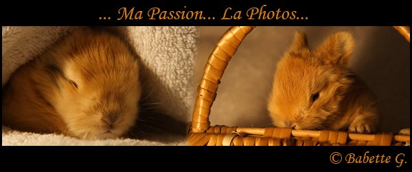 ...Ma Passion; La Photo...