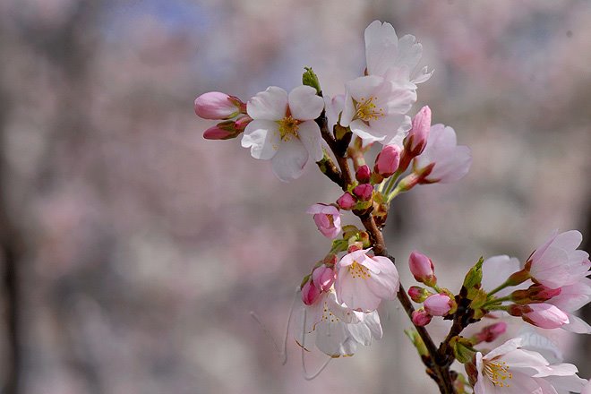 [blossoms5.jpg]