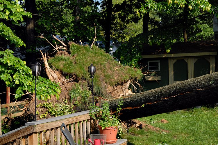[tree-roots.jpg]