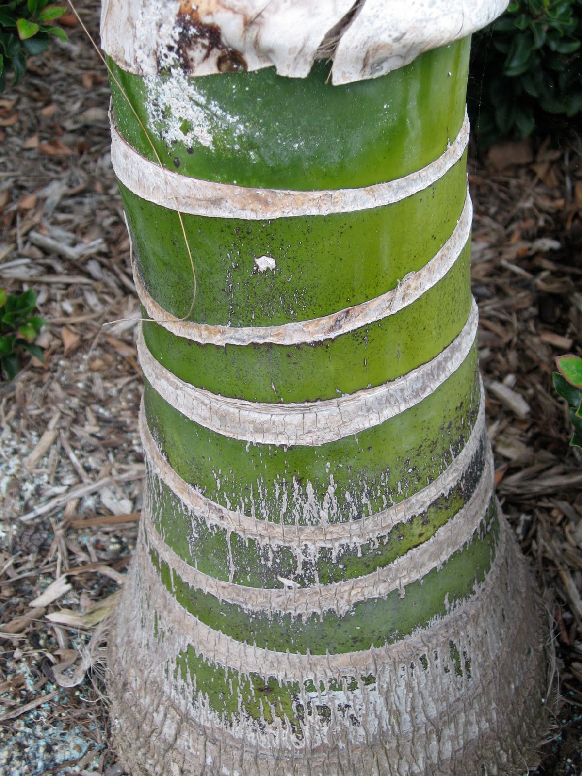 My California Garden in Zone 23 Bark of the Palm Trees in Near My House