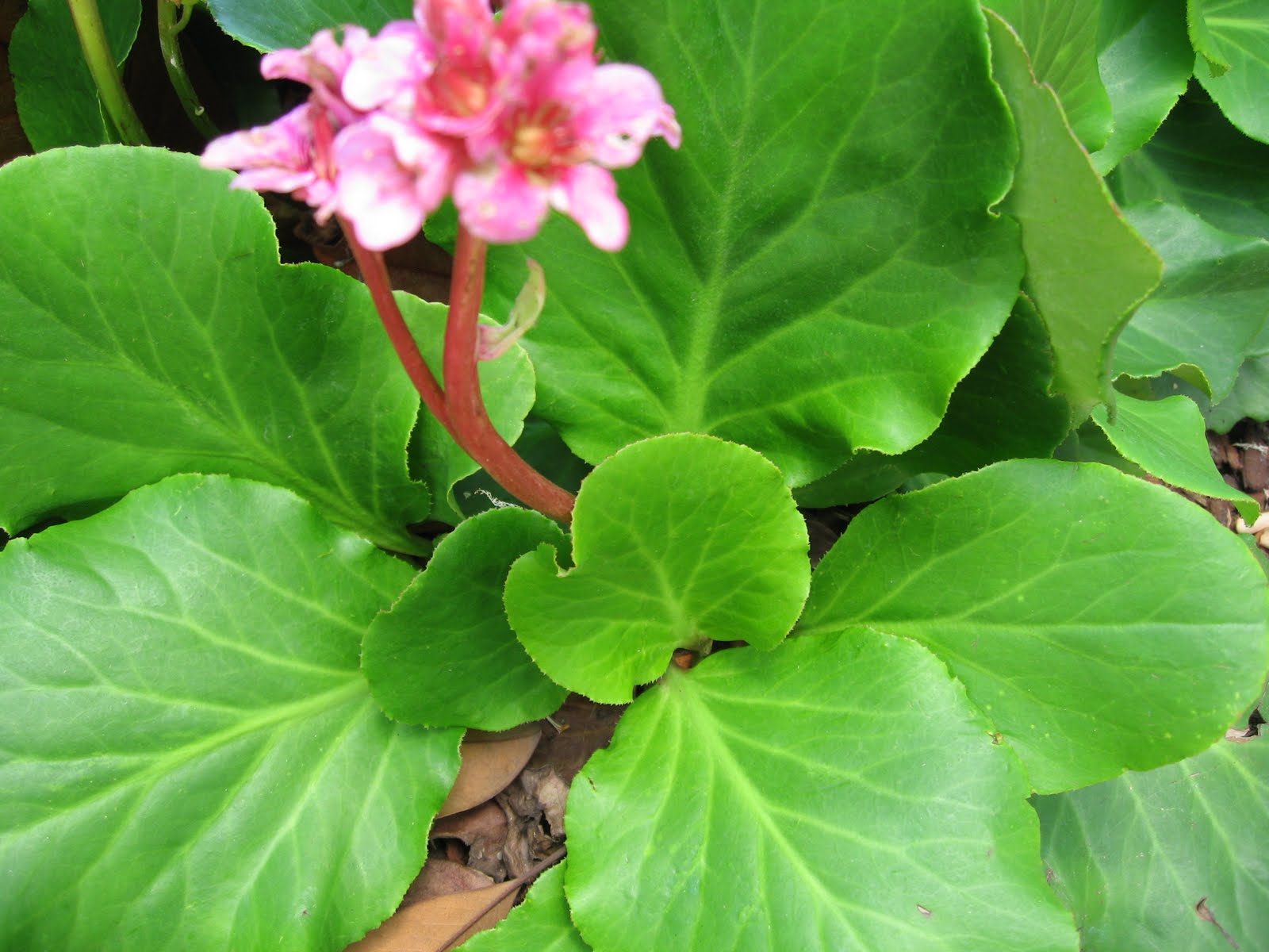 My California Garden in Zone 23 Charming Little Shade Lover