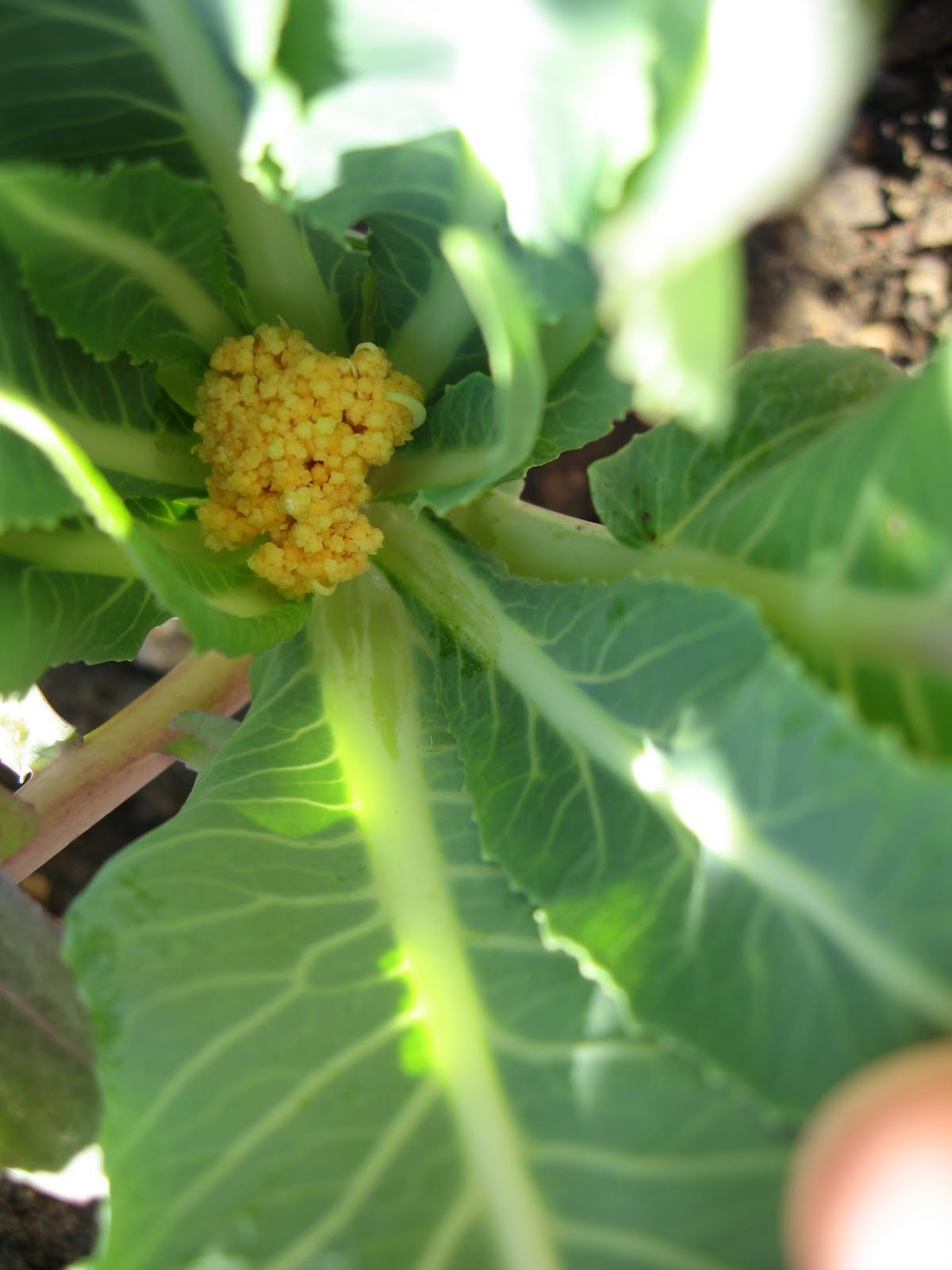 My California Garden in Zone 23 Cheddar (Cauliflower)