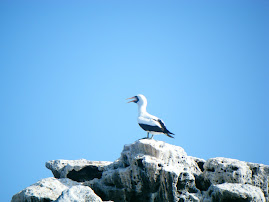 A blue footed Booby
