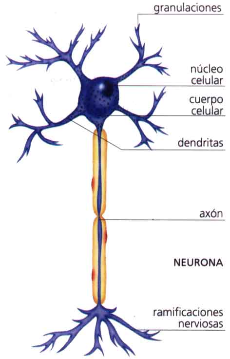 [neurona.jpg]