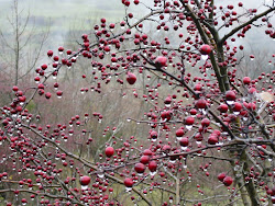 LABERINT DE PLUJA