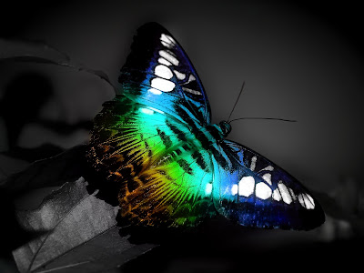 wallpapers butterfly. desktop wallpaper rainbow.