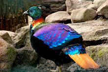 Himalyan Monal: The Bird of nine colours