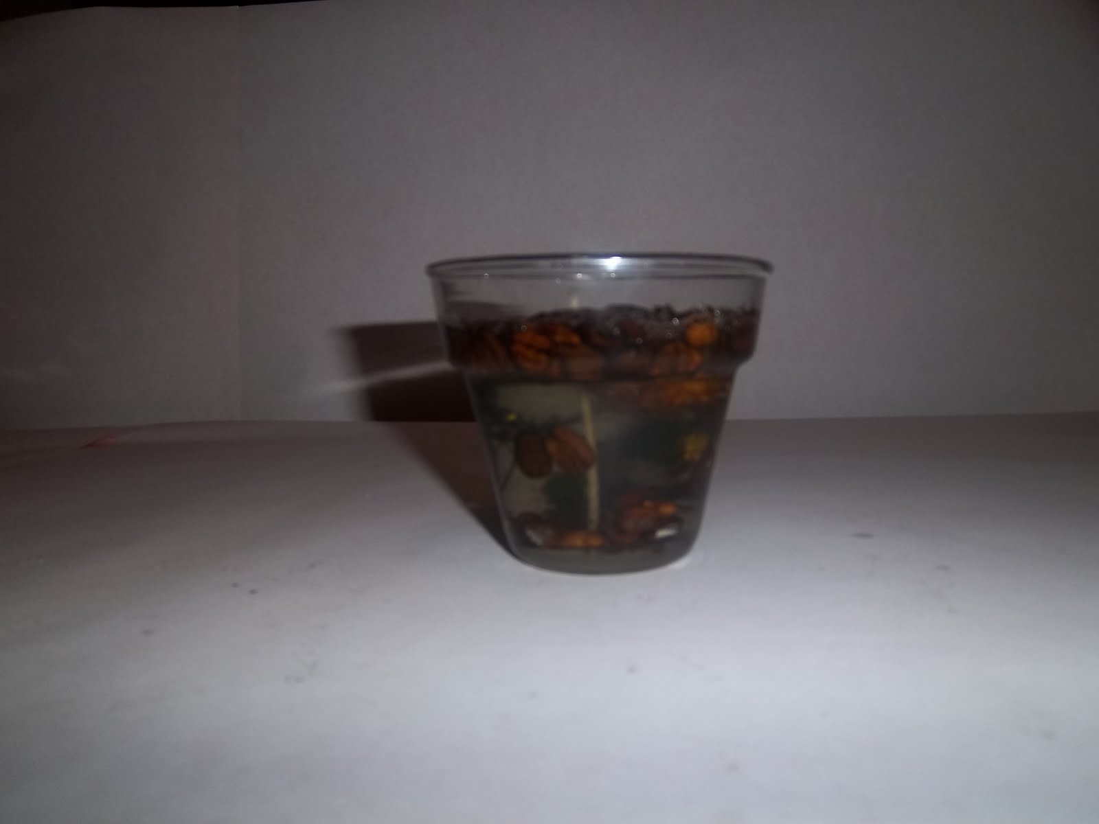 View of Image result for essentially hamster-free gentle