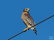 Red-shouldered Hawk, Buteo lineatus adult