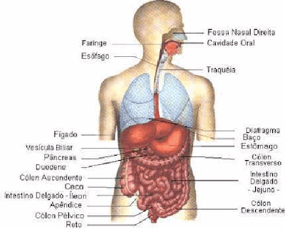O Corpo Humano: Orgãos e aparelhos do corpo humano