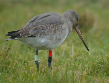 To view my main blog 'Wildlife Watching with FAB'  please click the Black-Tailed Godwit.