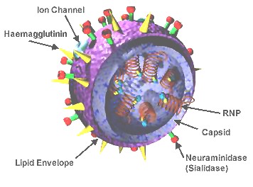 Outside Parts of a Virus