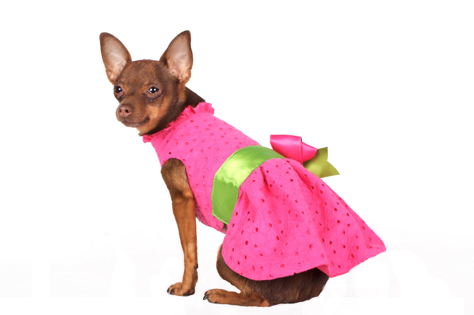 Bark.Sniff.Drool Blog New dresses at Posh Puppy Boutique