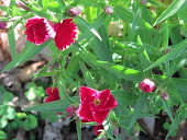 Dianthus