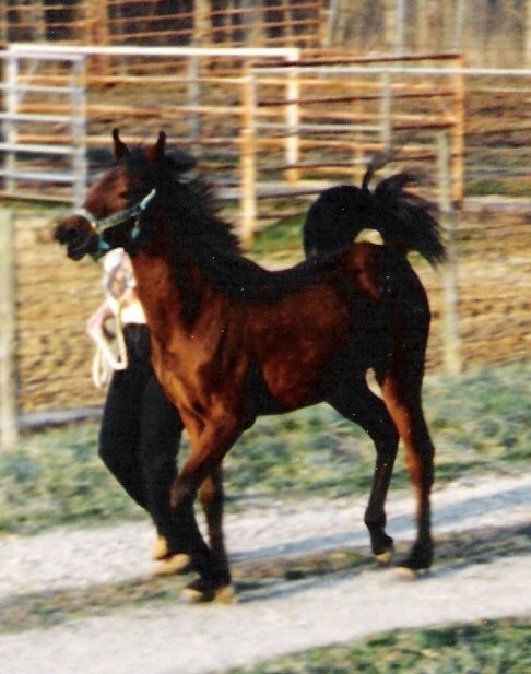 Banu Sanhadja Arabs