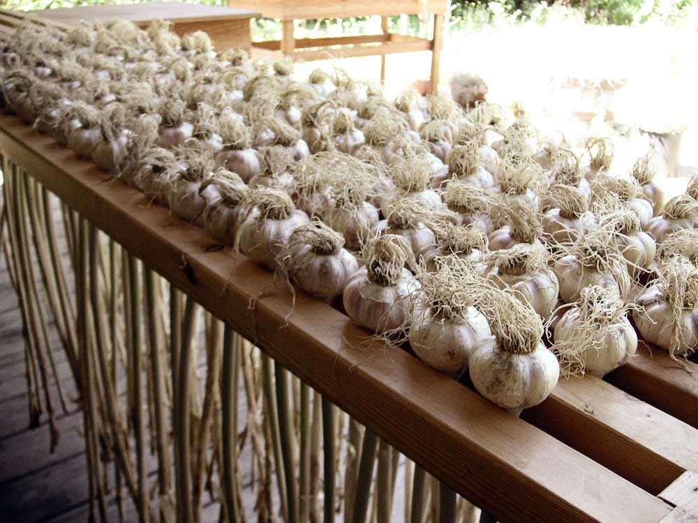 Judy Wise: Soo-weet Summer