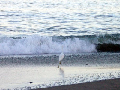 Egret running on the beach Santa Cruz birds, birds that hang out at beach