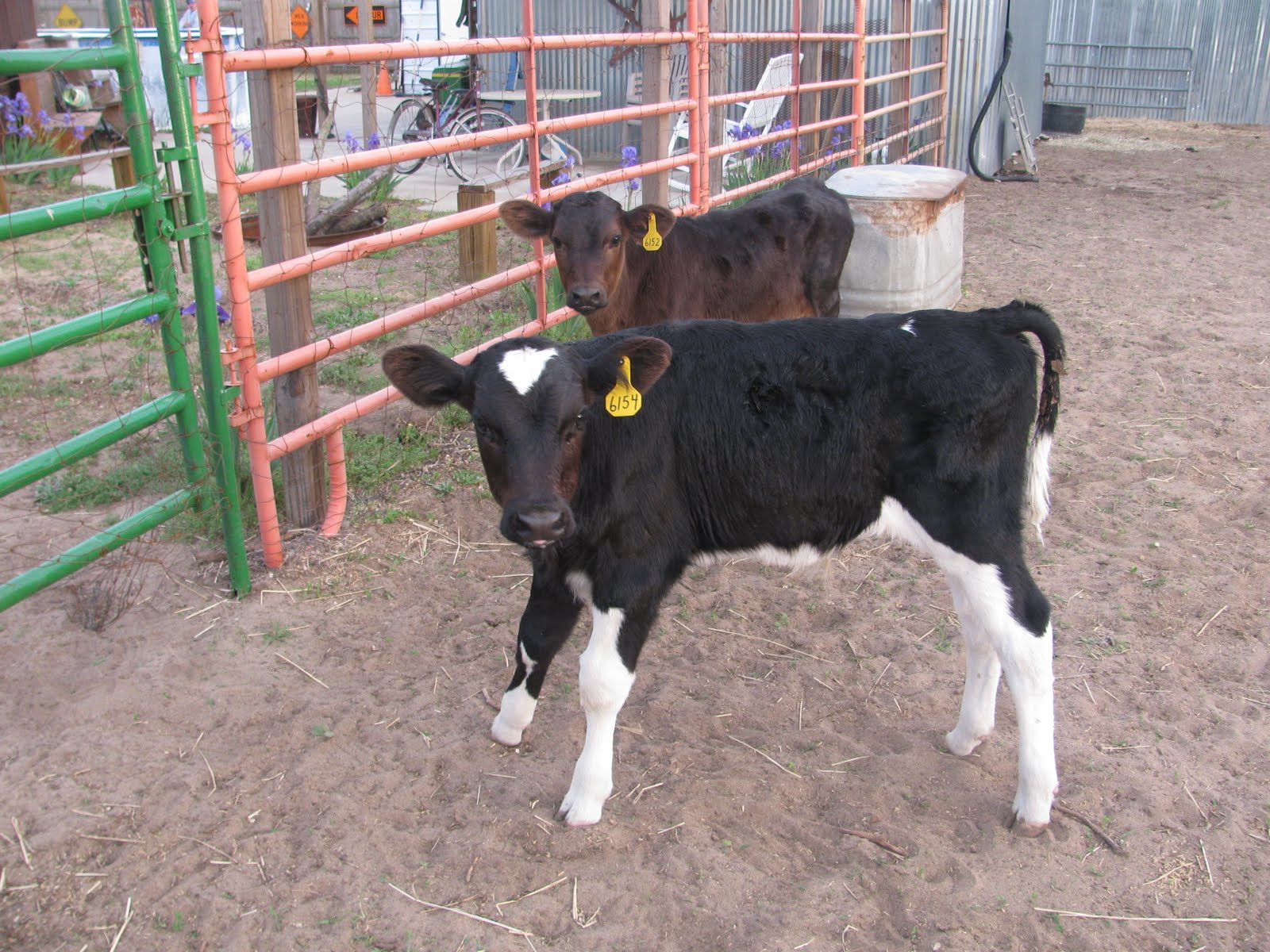 Barn Creations Bottle Baby Calves