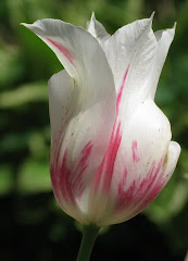 A Tulip In Recognition of Parkinson's Disease